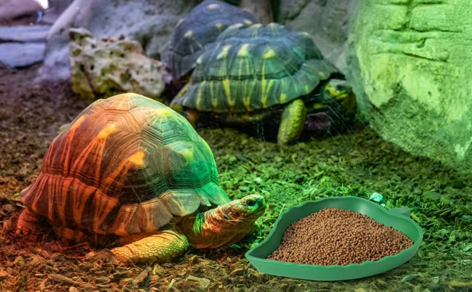 reptile dish