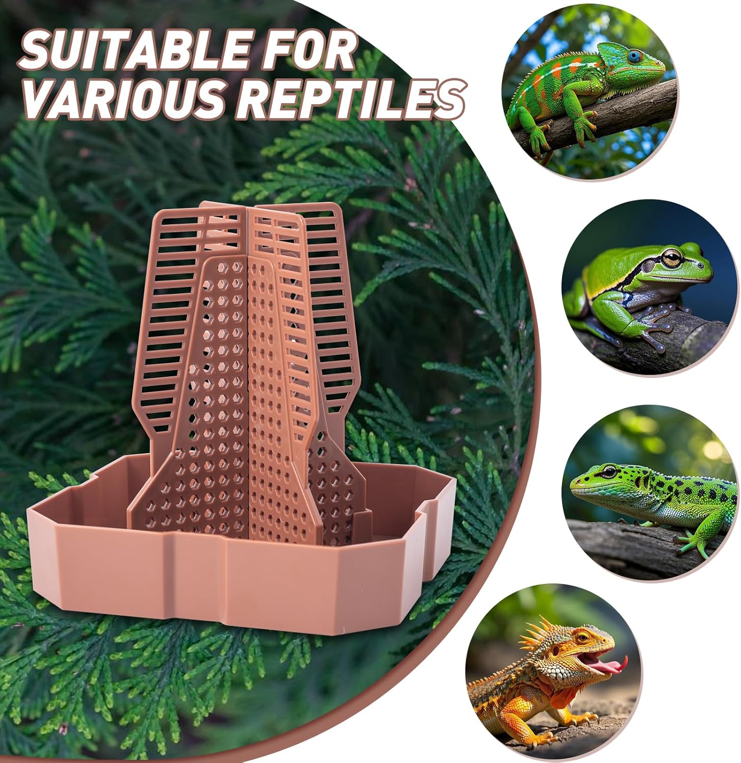 Reptile Feeder Bowls with Climbing Ladder for Chameleon,Bearded Dragon,Guardians Hunting Bugs Keep Tr