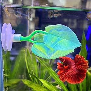 betta fish leaf