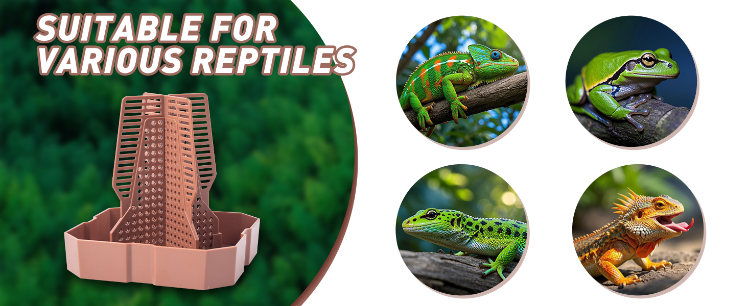 reptile bowl