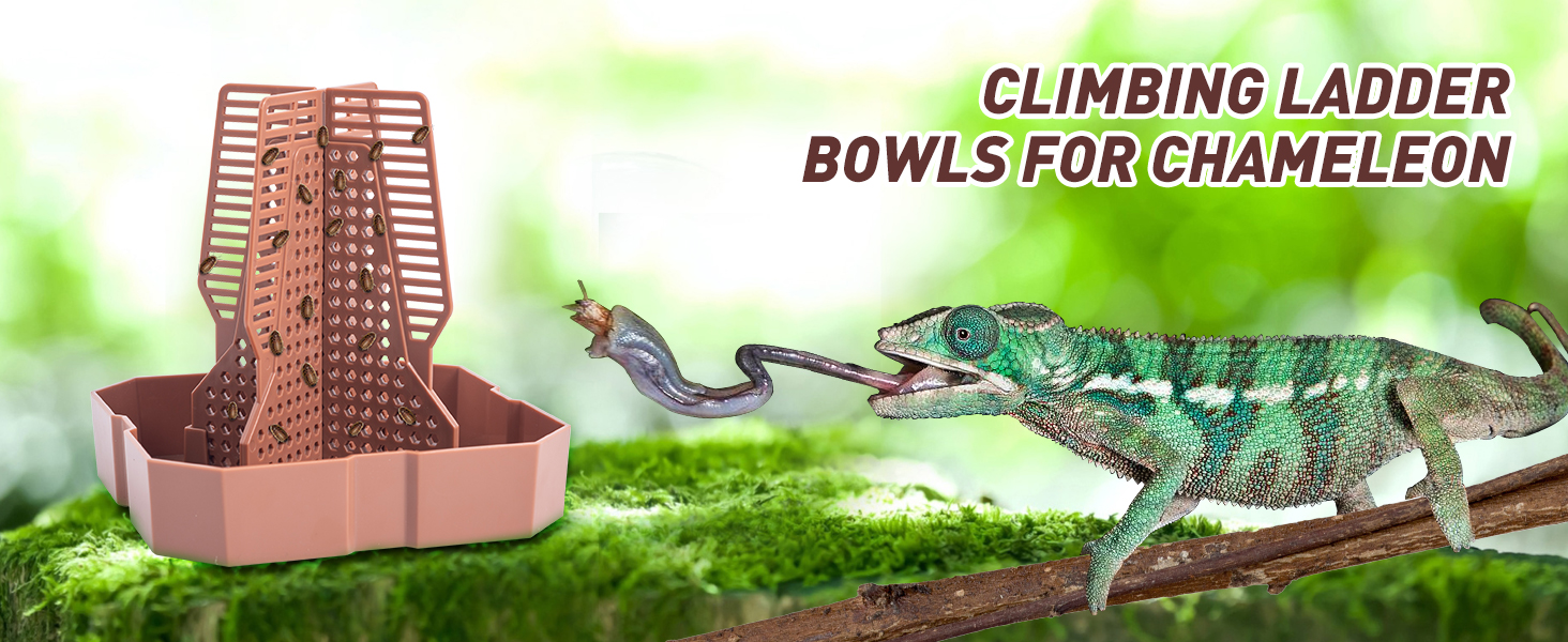 reptile bowl