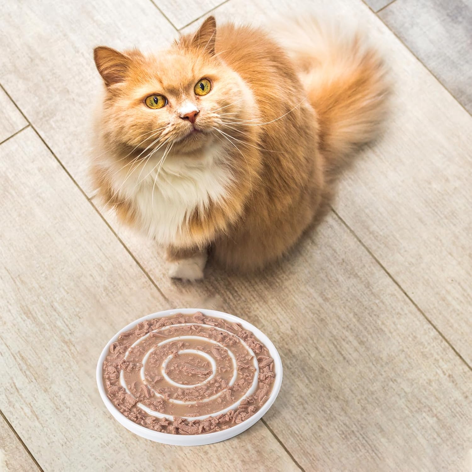 Wet vs Dry Food Feeding: Why Your Cat Bowl Matters More Than You Think