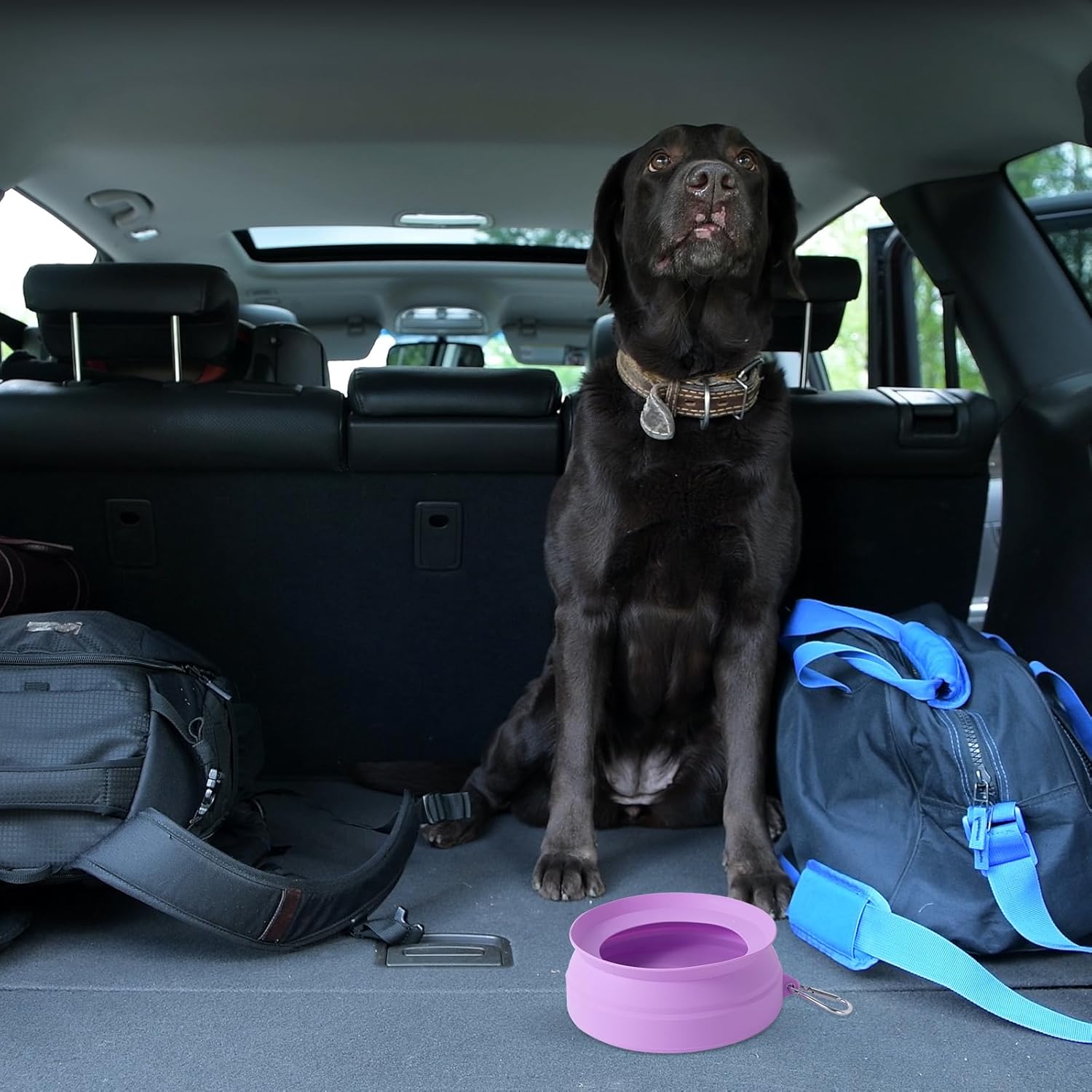 Do No Spill Dog Water Bowls Really Work? Honest Review for Car Travel
