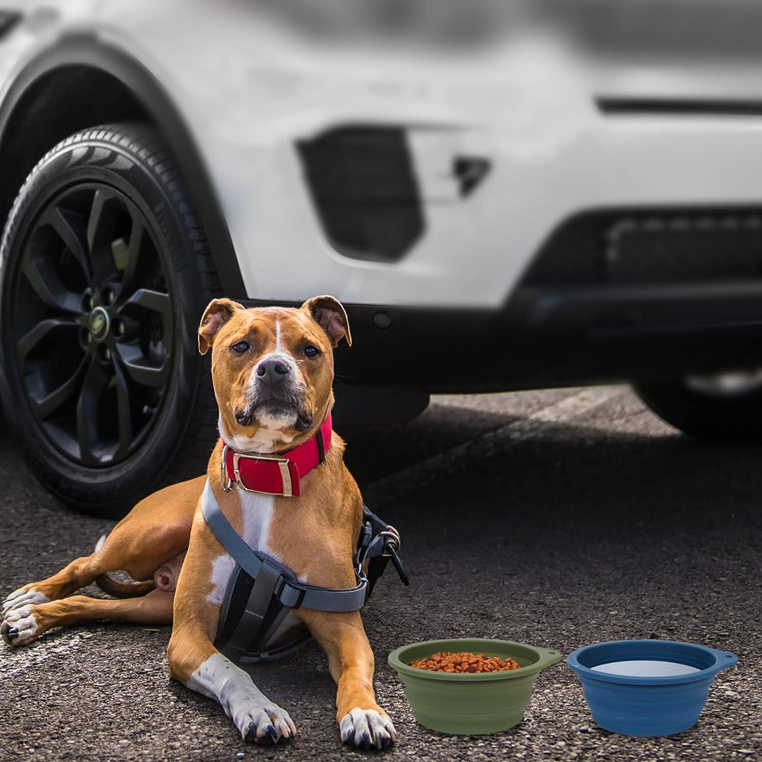 Collapsible Dog Bowls vs Traditional Pet Bowls: Which Is Better for Travel?