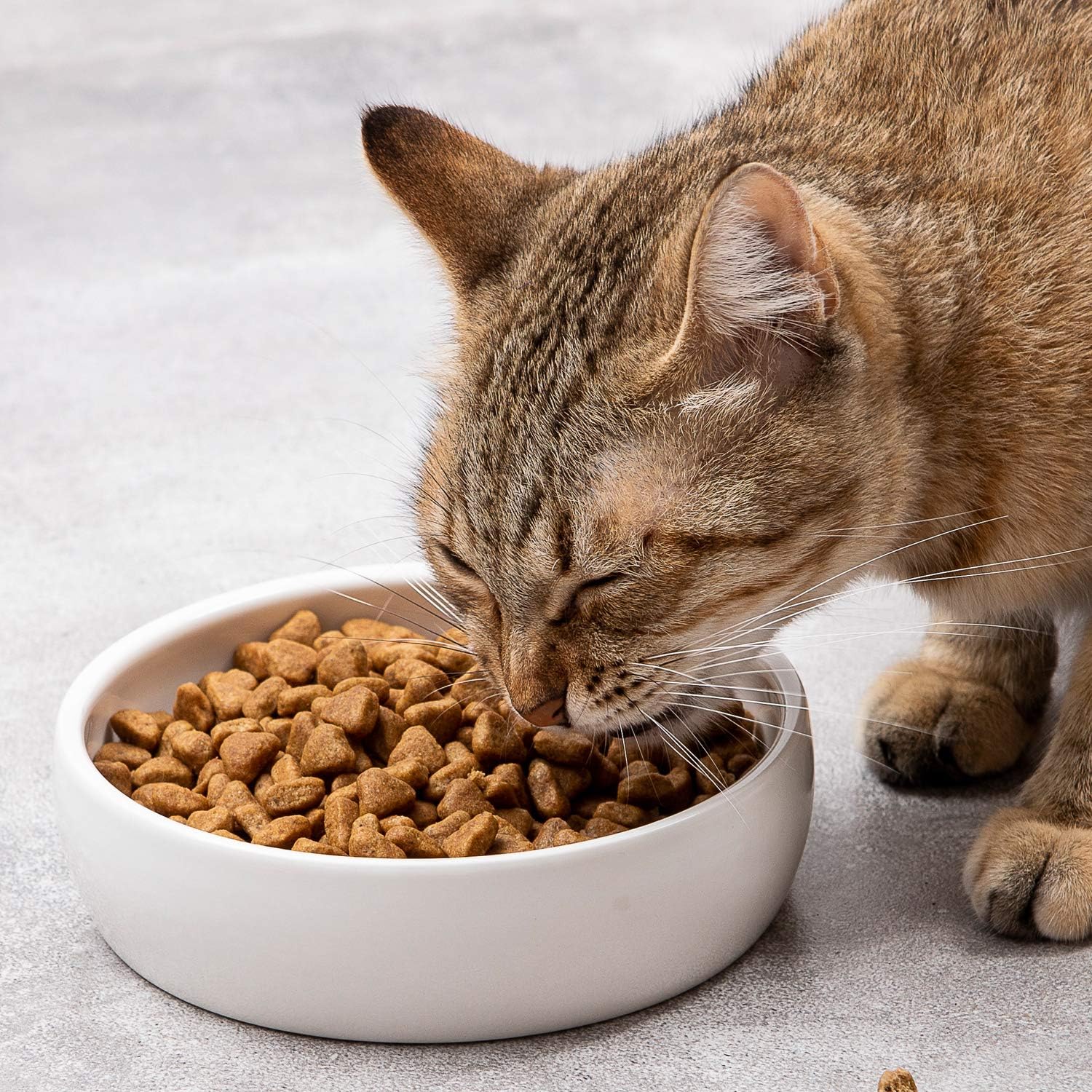 How the Right Cat Bowl Can Improve Your Pet’s Daily Feeding Routine