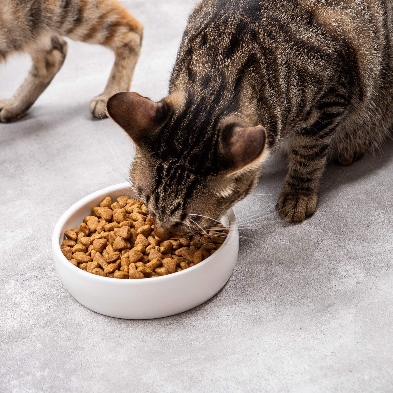 Why Ceramic Cat Bowls Are Ideal for Indoor Cats and Modern Pet Homes