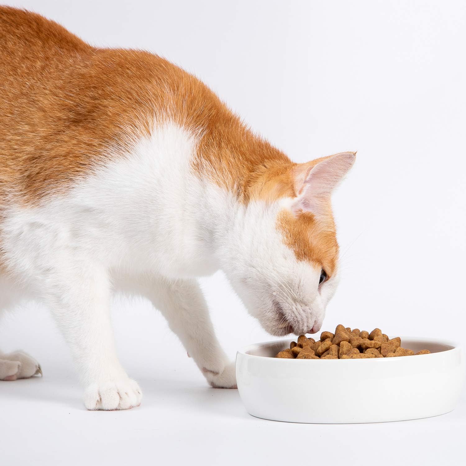 Wet Food vs Dry Food: Why Ceramic Pet Bowls Work Best for Both Feeding Styles