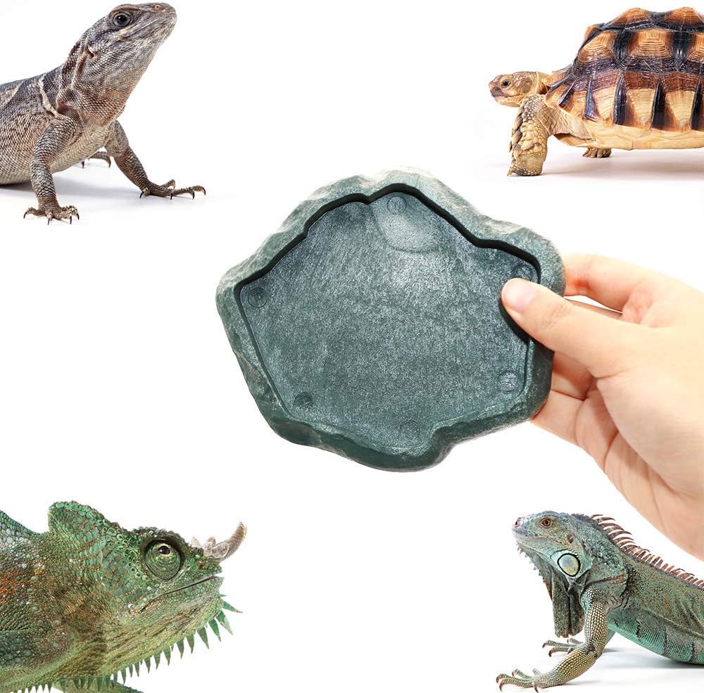 Why a Dedicated Reptile Feeding Dish Is Better Than Feeding Directly on Substrate