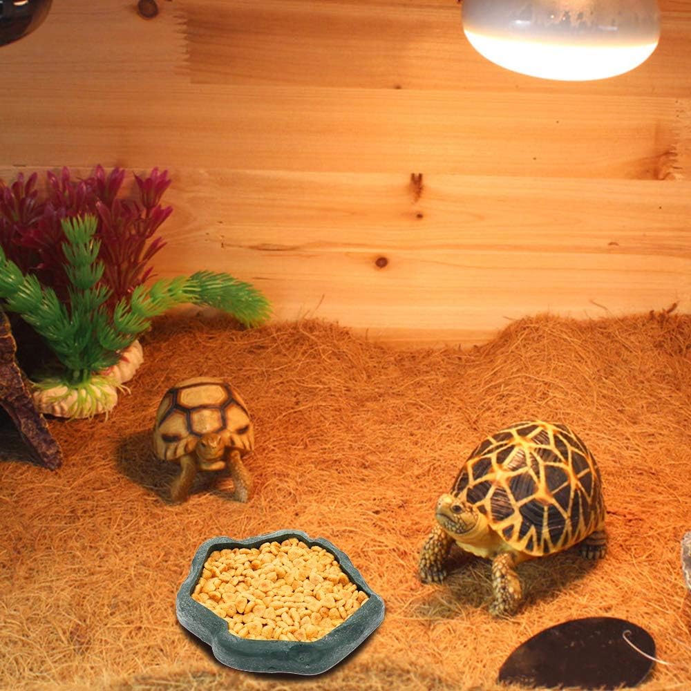 Top Terrarium Accessories Every Gecko Owner Should Have