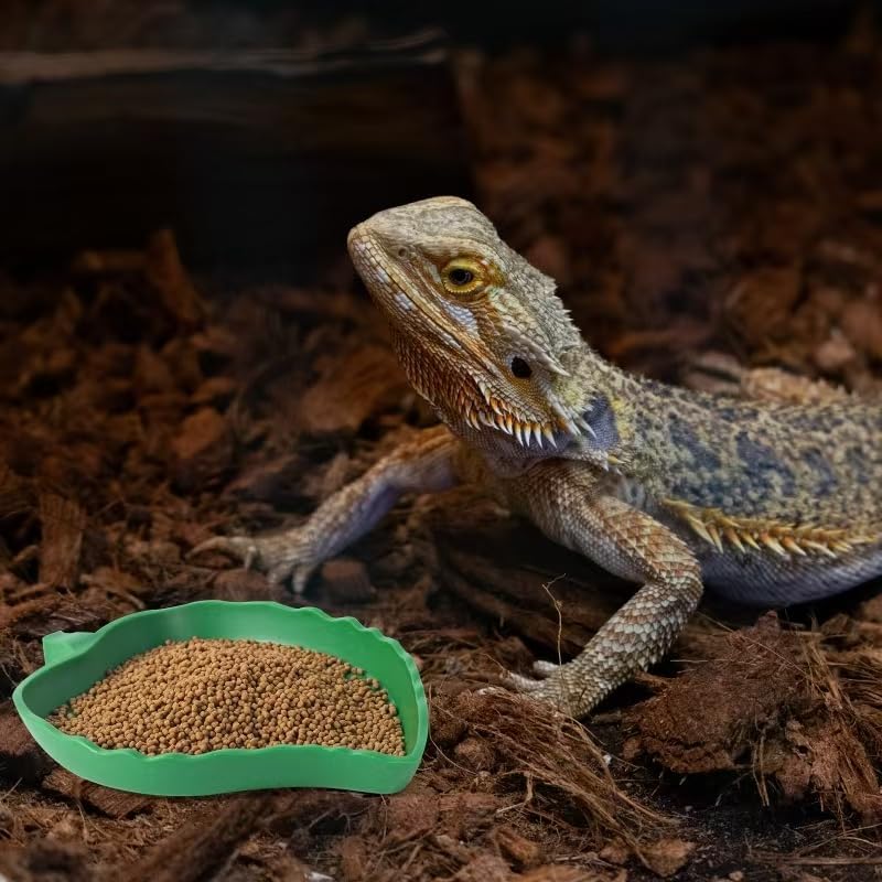 How to Choose the Right Food and Water Dish for Your Reptile