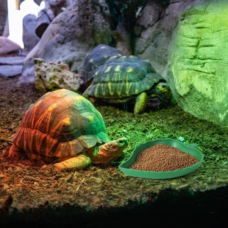 Why Shallow Water Dishes Are Safer for Small Reptiles