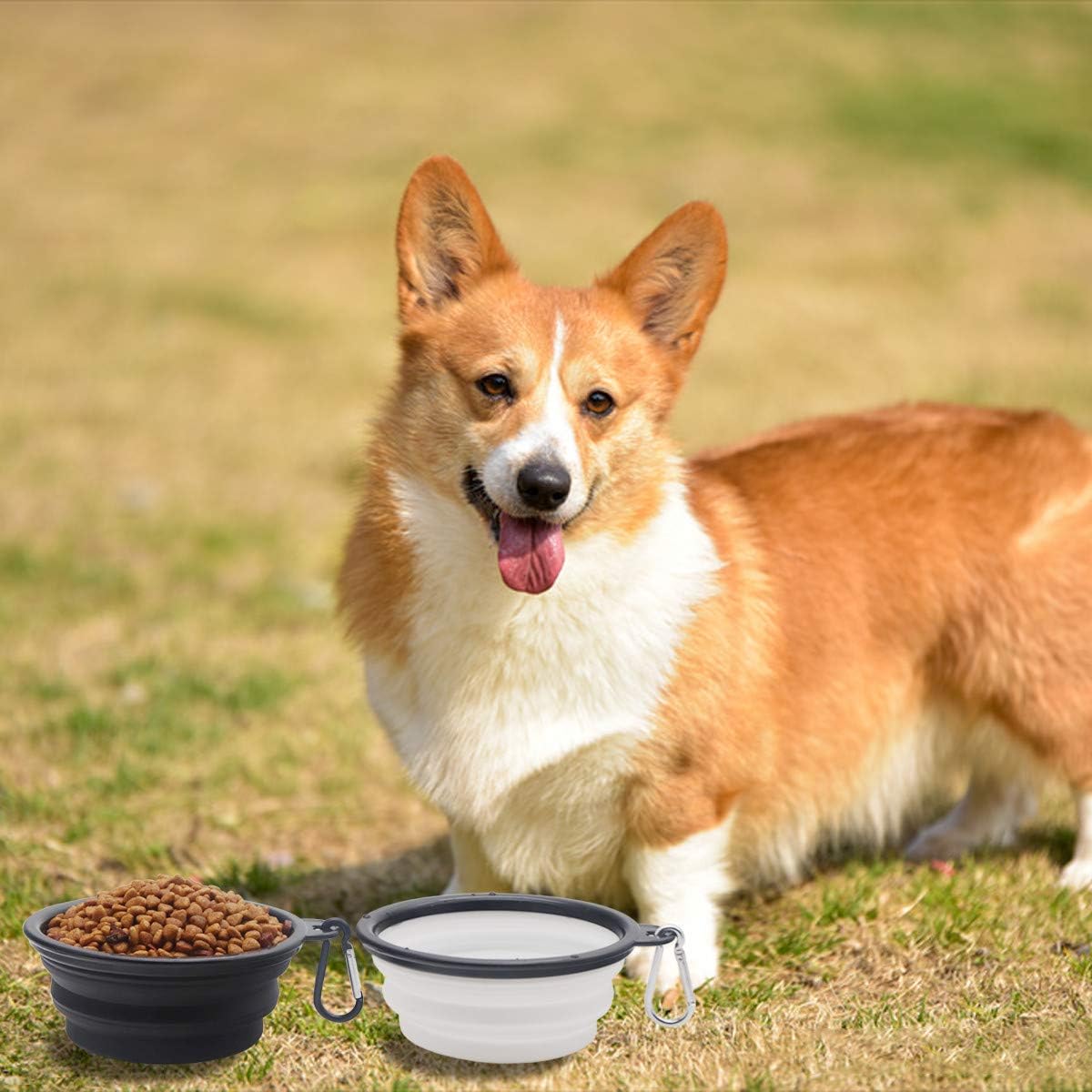 Two-Pack Collapsible Pet Bowls: A Practical Setup for Food and Water